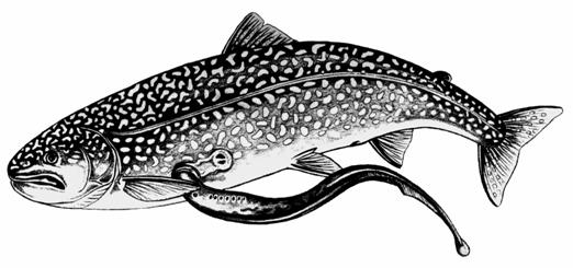 sea lamprey lake trout